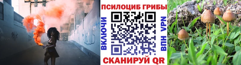 Галлюциногенные грибы Psilocybe  Михайловка 